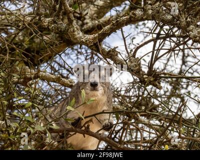 Parc national de Serengeti, Tanzanie, Afrique - 29 février 2020 : l'escalade de l'hyrax dans l'arbre Banque D'Images