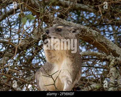 Parc national de Serengeti, Tanzanie, Afrique - 29 février 2020 : l'escalade de l'hyrax dans l'arbre Banque D'Images