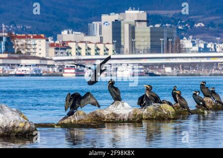 Vienne, groupe de bains de soleil de grand cormoran (Phalacrocorax carbo) au fleuve Donau (Danube), pont Reichsbrücke, bâtiment de Pensionsversicherungsanstalt (PVA), montagne Wienerwald en 02. Leopoldstadt, Vienne / Vienne, Autriche Banque D'Images