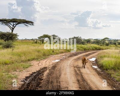 Parc national de Serengeti, Tanzanie, Afrique - 29 février 2020 : promenade sans pivier le long de la route du parc national de Serengeti Banque D'Images