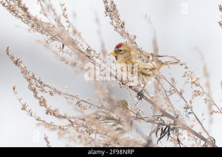 Siskin européen, cabaret Acanthis flammea, Alpenbirkenzeisig Banque D'Images
