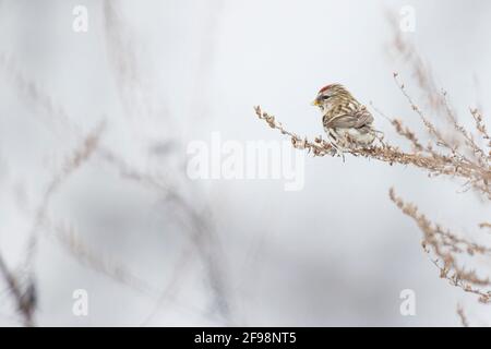 Siskin européen, Acanthis flammea Banque D'Images