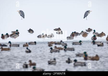 Héron gris, Ardea cinerea, deux, symétriquement écartent, canards au premier plan Banque D'Images