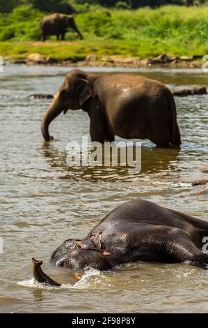 Sri Lanka, Pinnawala, Parc des éléphants de LKA Banque D'Images