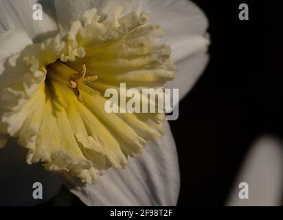 Photo macro d'une fleur de narcisse devant un arrière-plan sombre Banque D'Images