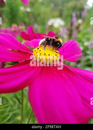 Bumblebee sur Cosmea, gros plan Banque D'Images