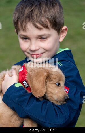 Un garçon tient un chiot (Mini Goldendoodle) chien Banque D'Images