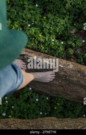 Vue de dessus des pieds et une moquette d'anémones en fleurs dans la forêt Banque D'Images