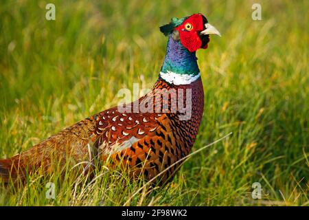 Coq faisan dans les dunes de Norderney Banque D'Images