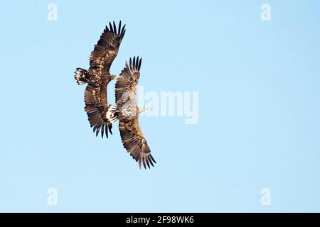 Aigle à queue blanche avec un jeune oiseau en vol au-dessus du lac Preetz à Ostholstein. Banque D'Images