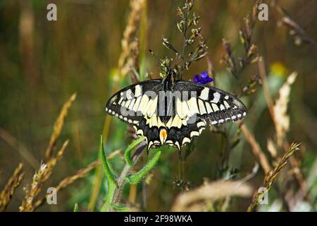 Le machaon (Papilio machaon) sur un pré sec dans les montagnes Zicker sur Ruegen. Banque D'Images