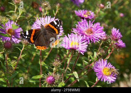 Un papillon amiral sur les fleurs d'un aster. Banque D'Images