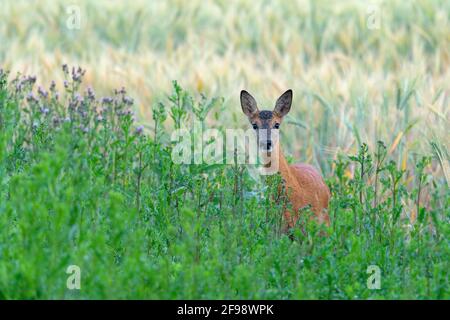 Cerf de Virginie (Capranolus capranolus) dans un champ, juin, Hesse, Allemagne Banque D'Images