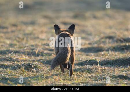 Chasse au renard roux (Vulpes vulpes) pour des souris sur un pré fraîchement moussé, juin, Hesse, Allemagne Banque D'Images