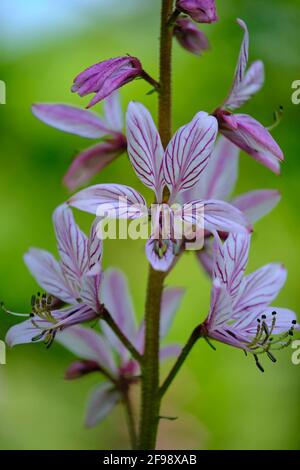 Diptam, racine de frêne, botanique, buisson brûlant, Dictamnus albus, flore, nature, plantes Banque D'Images