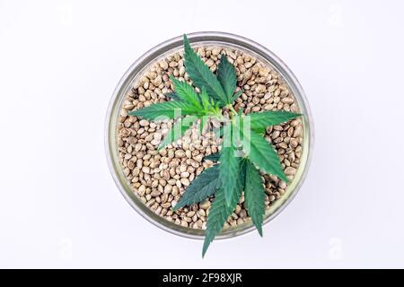 Graines de cannabis dans un bol en verre isolé sur blanc riche en protéines et graisses saines Banque D'Images