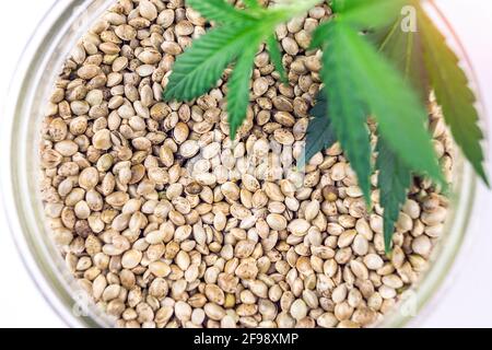 Graines de cannabis dans un bol en verre isolé sur blanc riche en protéines et graisses saines Banque D'Images