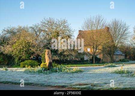 Fleurs printanières et gel au soleil tôt le matin. Wroxton, Oxfordshire, Angleterre Banque D'Images