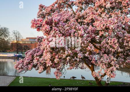 Magnolia fleuri au bord de la rivière avon au printemps au lever du soleil. Stratford-upon-Avon, Warwickshire, Angleterre Banque D'Images