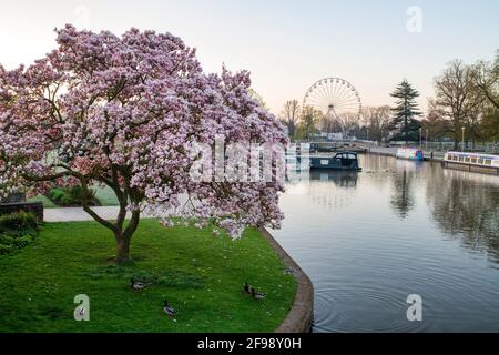 Magnolia fleuri au bord de la rivière avon au printemps au lever du soleil. Stratford-upon-Avon, Warwickshire, Angleterre Banque D'Images