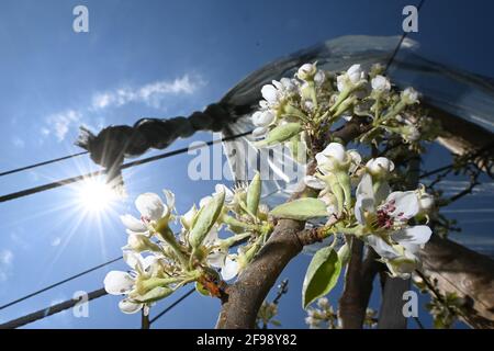 Friedrichshafen, Allemagne. 15 avril 2021. Fleurs blanches accrochées d'un poirier dans un verger. Les fleurs sont flashées sur le côté. Credit: Felix Kästle/dpa/Alay Live News Banque D'Images