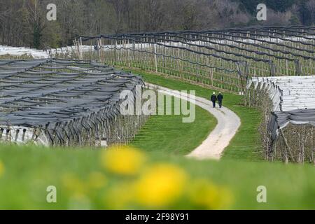 Friedrichshafen, Allemagne. 15 avril 2021. Un couple marche sur un chemin de gravier à travers un verger. Credit: Felix Kästle/dpa/Alay Live News Banque D'Images