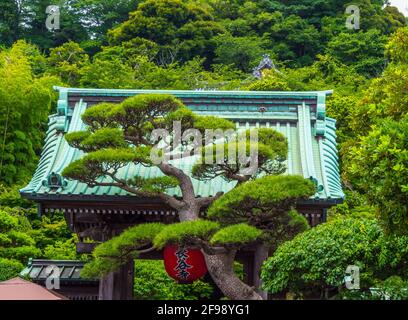 Célèbre Temple Hase dera à Kamakura au Japon Banque D'Images