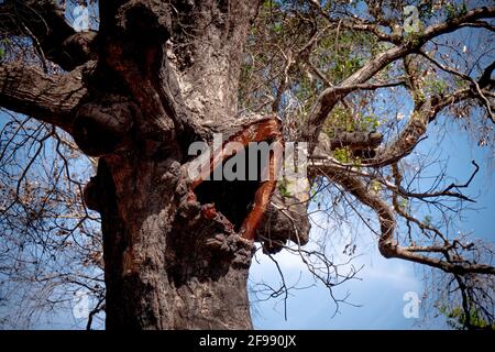 Des arbres brûlés après l'incendie énorme de Malibu - Voyage photographie Banque D'Images