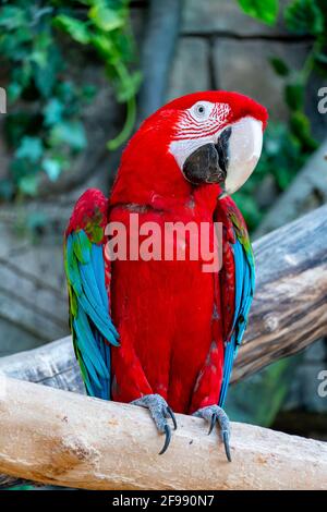 Le perroquet de la macaw rouge avec un énorme bec regarde la caméra. Gros gros plan sur le perroquet de l'ara Banque D'Images