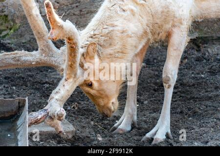 Un cerf blanc avec des bois de laine a pris une position de combat. Gros plan sur les vieux cerfs blancs. Cerf albino Banque D'Images