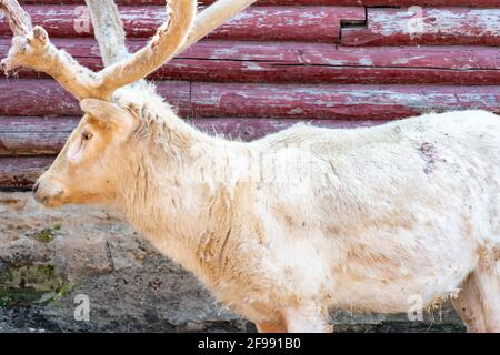 Gros plan sur les vieux cerfs blancs. Les cerfs poilus ont endommagé les bois au printemps. Cerf albino Banque D'Images