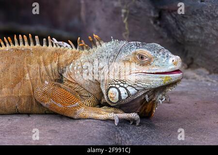 Iguana à grande échelle regardant la caméra avec un ouvert bouche couchée sur un rocher Banque D'Images