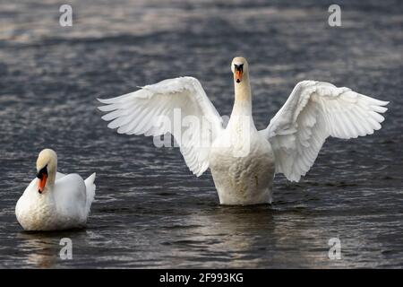 Deux cygnes muets (Cygnus olor) sur le Rhin, Allemagne, Banque D'Images