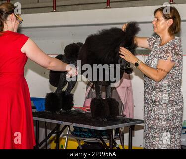 Marosvasarhely (Targu Mures), Transylvanie, 15 septembre 2018: 13ème édition de Dracula Dog Show, scène montrant le toilettage d'un Pudel noir Banque D'Images