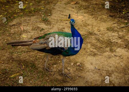 Peacock - Peafhibou à queue ouverte, magnifique représentant exemplaire de Peacock mâle dans de grandes couleurs métalliques au parc de cerfs, Delhi, Inde. Banque D'Images