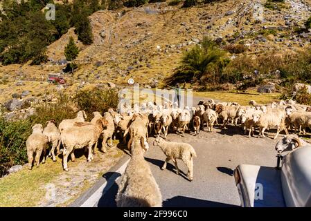 PITHORAGARH, INDE - NOVEMBRE 2018 : route montagneuse sinueuse avec troupeau de moutons marchant sur la route de montagne à travers le paysage alpin à Uttarakhand, Banque D'Images