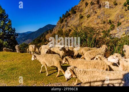 Vue depuis la route montagneuse vallonnée avec un troupeau de moutons marchant sur la route de montagne à travers le paysage alpin à Uttarakhand, Inde. Banque D'Images