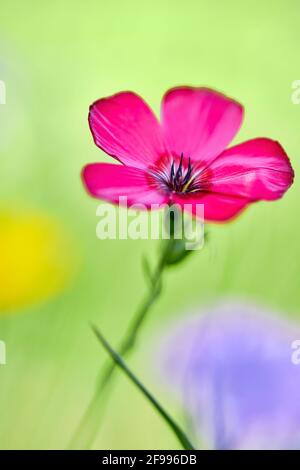 Fleur d'un crâne Banque D'Images