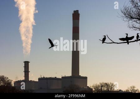 Vienne, bains de soleil sur le grand cormoran (Phalacrocorax carbo) dans l'arbre de l'île de Donauinsel, centrale de Kraftwerk Donaustadt en 22. Donaustadt, Vienne / Vienne, Autriche Banque D'Images