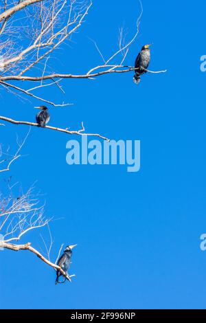 Vienne, bains de soleil sur le grand cormoran (Phalacrocorax carbo) à l'arbre de l'île Donauinsel en 22. Donaustadt, Vienne / Vienne, Autriche Banque D'Images