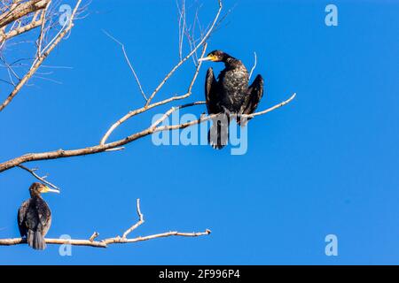 Vienne, bains de soleil sur le grand cormoran (Phalacrocorax carbo) à l'arbre de l'île Donauinsel en 22. Donaustadt, Vienne / Vienne, Autriche Banque D'Images