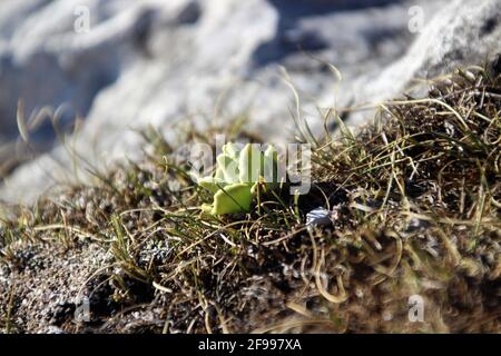 Auricule (Primula auricula L.) Europe, Allemagne, Bavière, haute-Bavière, Isar Valley, Krün Banque D'Images