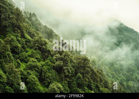 Pente de montagne boisée avec les conifères à feuilles persistantes enveloppés de brume dans une vue panoramique sur le paysage à McLeod ganj, Himachal Pradesh, Inde. Banque D'Images