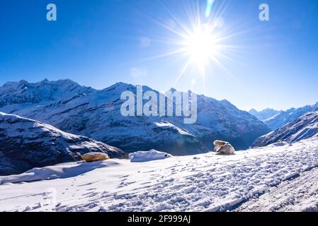 Vue fascinante en route vers le col couvert de neige de Rohtang sur l'autoroute leh Manali, Himachal Pradesh, Inde. Banque D'Images