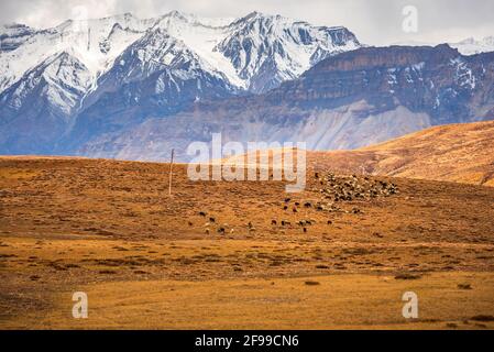 Paysage panoramique de la vallée de Spiti avec des montagnes enneigées Arrière-plan près des champs d'agriculture de Hikkim et Komic village de Ville de Kaza à Lahau Banque D'Images