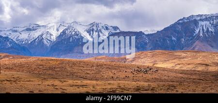 Paysage panoramique de la vallée de Spiti avec des montagnes enneigées Arrière-plan près des champs d'agriculture de Hikkim et Komic village de Ville de Kaza à Lahau Banque D'Images