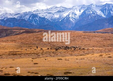 Paysage panoramique de la vallée de Spiti avec des montagnes enneigées Arrière-plan près des champs d'agriculture de Hikkim et Komic village de Ville de Kaza à Lahau Banque D'Images