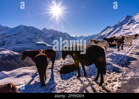 Vue fascinante en route vers le col de Rohtang couvert de neige de la chaîne de montagnes PIR Panjal himalayas sur l'autoroute leh Manali, Himachal Pradesh, Inde. Banque D'Images