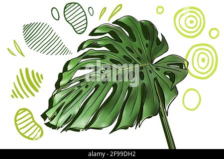 Tropical vert feuille sur fond blanc Banque D'Images