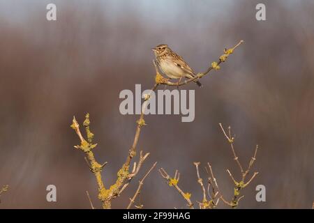 (Woodlark Lullula arborea) Banque D'Images